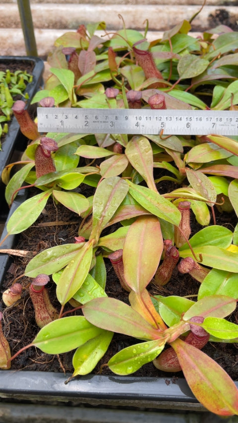 N. sibuyanensis x klossii: BE-4566 *Pre-Order*