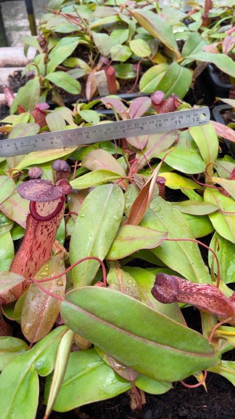 N. sibuyanensis x klossii: BE-4566 *Pre-Order*