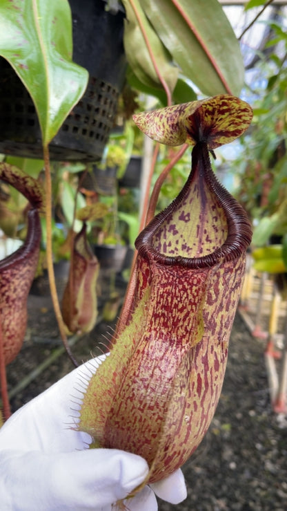 N. hamata x burbidgeae - assorted clones: BE-4567 *Pre-Order*