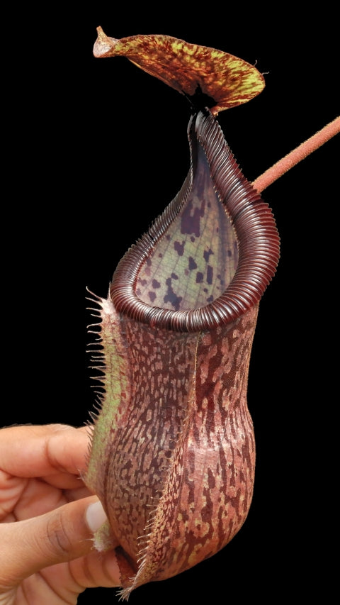 N. hamata x burbidgeae - assorted clones: BE-4567