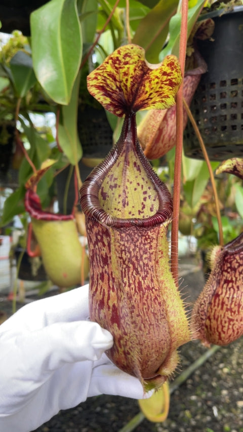 N. hamata x burbidgeae - assorted clones: BE-4567 *Pre-Order*