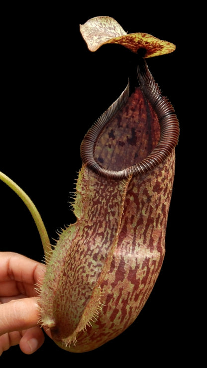 N. hamata x burbidgeae - assorted clones: BE-4567 *Pre-Order*