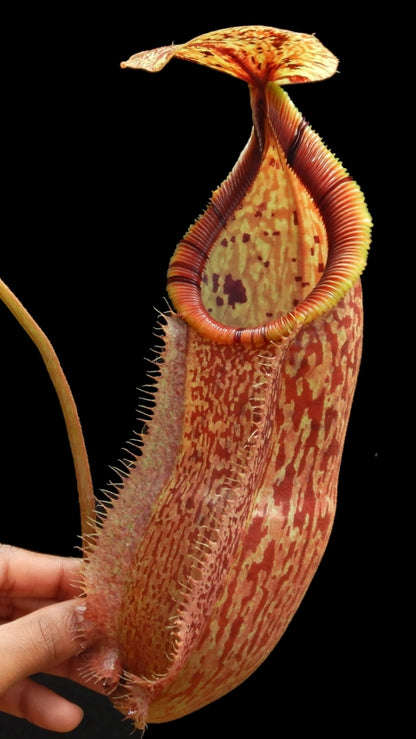 N. hamata x burbidgeae - assorted clones: BE-4567 *Pre-Order*