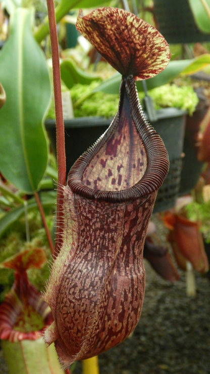 N. hamata x burbidgeae - assorted clones: BE-4567 *Pre-Order*