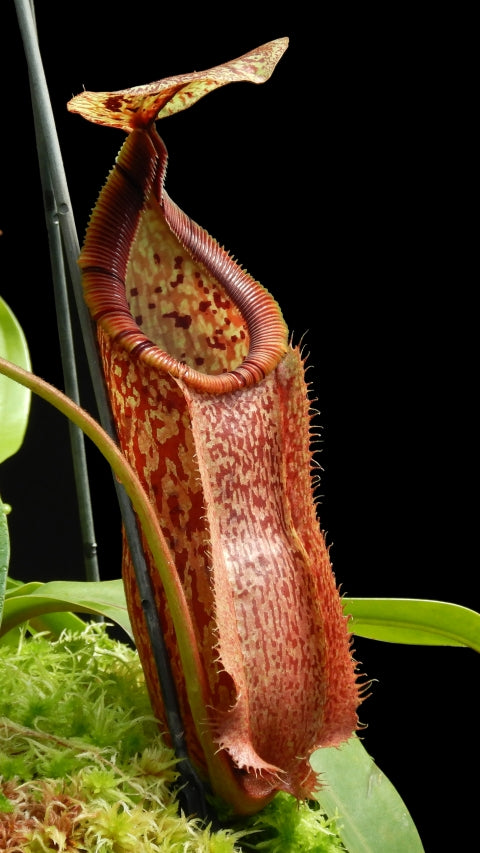 N. hamata x burbidgeae - assorted clones: BE-4567 *Pre-Order*