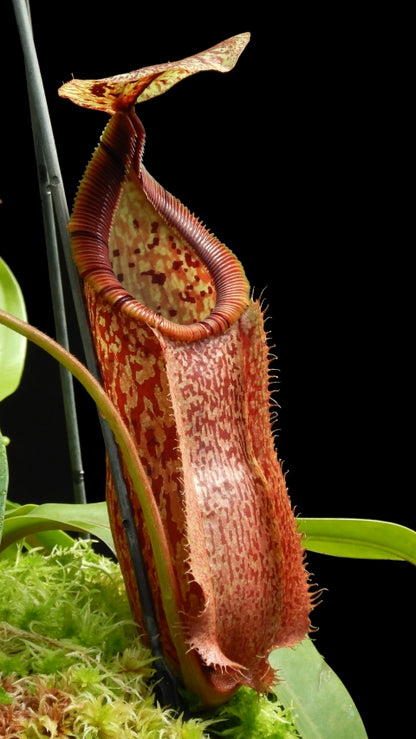 N. hamata x burbidgeae - assorted clones: BE-4567 *Pre-Order*