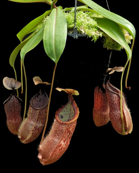 N. hamata x burbidgeae - assorted clones: BE-4567 *Pre-Order*