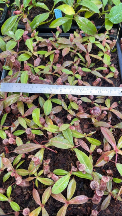 N. hamata x burbidgeae - assorted clones: BE-4567 *Pre-Order*