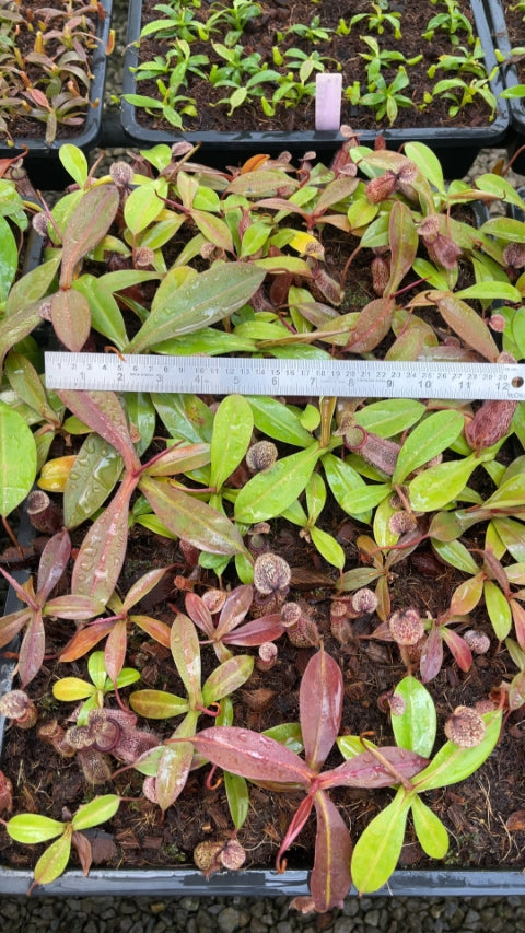 N. hamata x burbidgeae - assorted clones: BE-4567 *Pre-Order*
