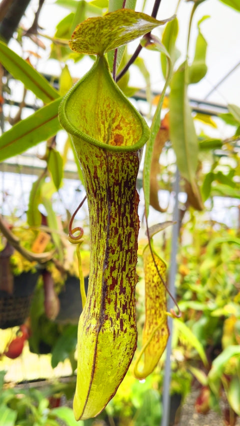 N. ramispina x hamata - assorted clones: BE-4569