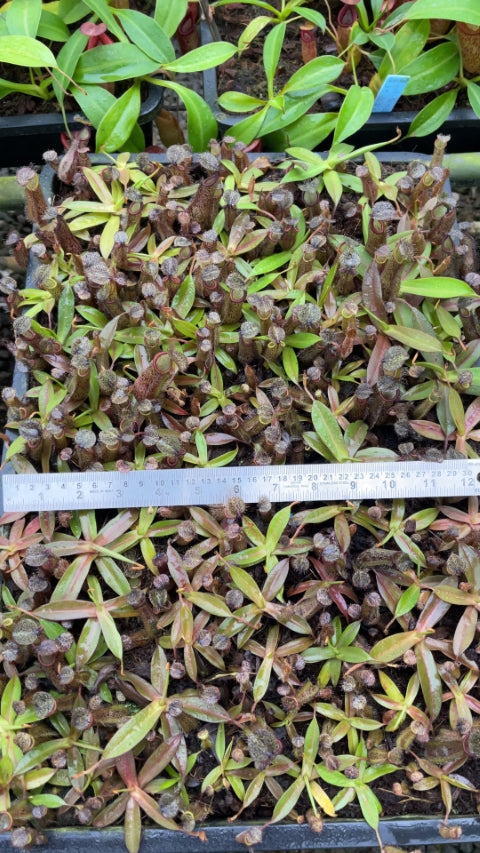 N. ramispina x hamata - assorted clones: BE-4569 *Pre-Order*