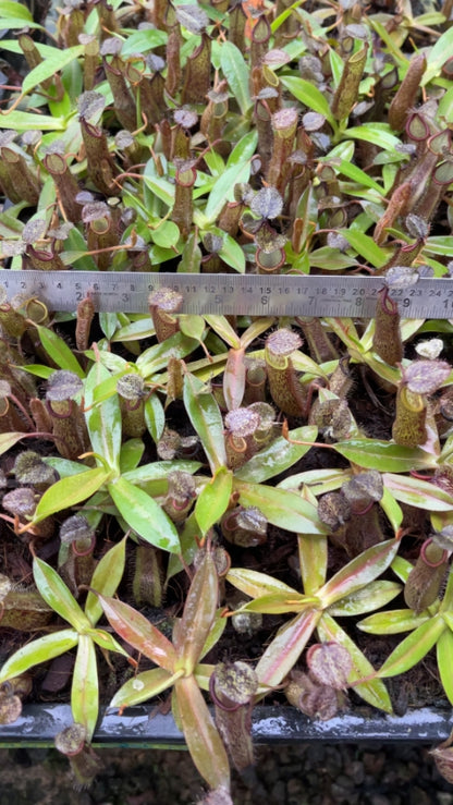 N. ramispina x hamata - assorted clones: BE-4569 *Pre-Order*
