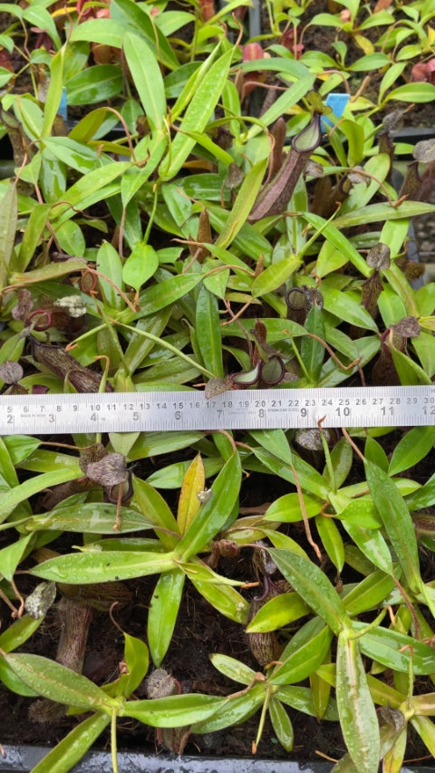 N. ramispina x hamata - assorted clones: BE-4569 *Pre-Order*