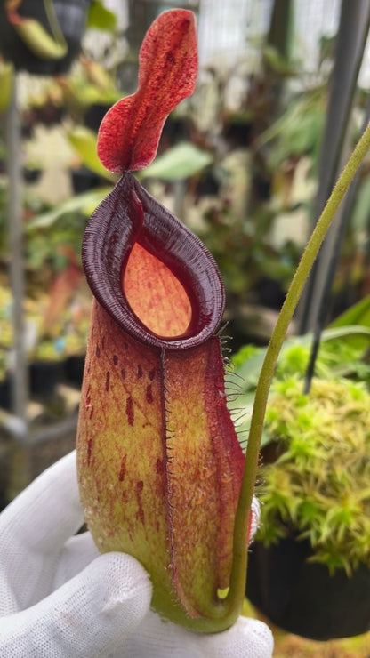 N. ampullaria x zakriana - selected clone # 3: BE-4570