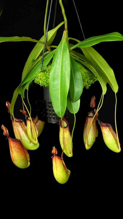 N. ampullaria x zakriana - selected clone # 3: BE-4570 *Pre-Order*