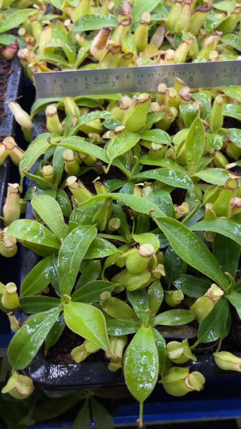 N. ampullaria x zakriana - selected clone # 3: BE-4570 *Pre-Order*