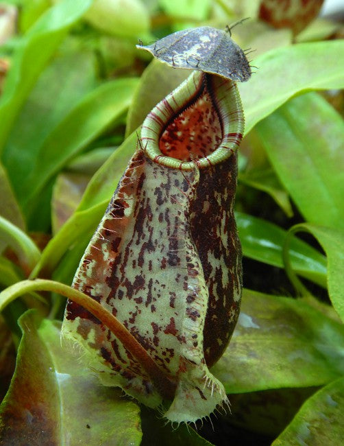 N. rafflesiana ‘Kalimantan’ - assorted clones: BE-4571