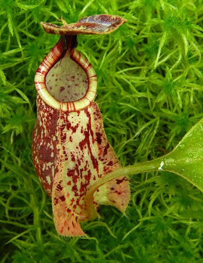N. rafflesiana ‘Kalimantan’ - assorted clones: BE-4571 *Pre-Order*