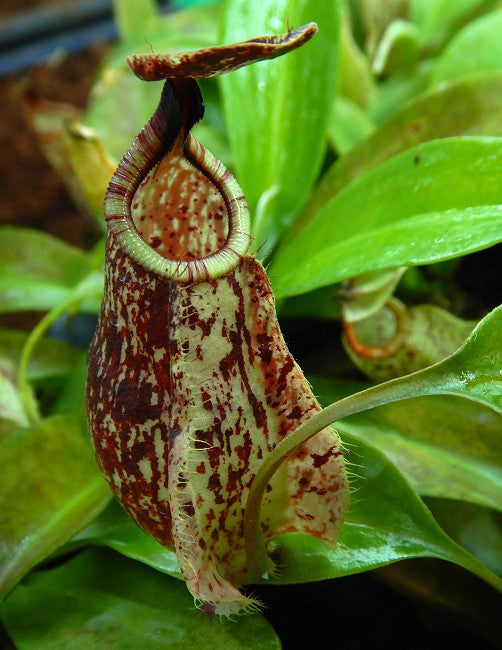 N. rafflesiana ‘Kalimantan’ - assorted clones: BE-4571 *Pre-Order*