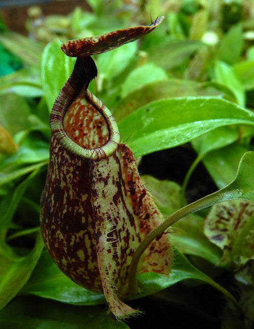 N. rafflesiana ‘Kalimantan’ - assorted clones: BE-4571 *Pre-Order*