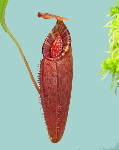 N. talangensis x (lowii x tentaculata) assorted clones: BE-4573