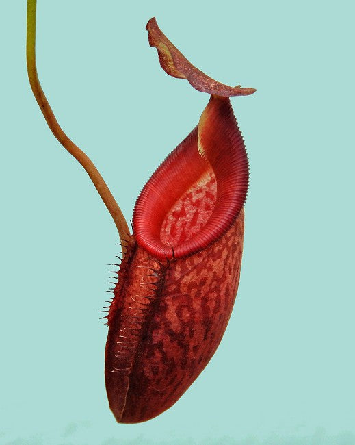 N. talangensis x (lowii x tentaculata) assorted clones: BE-4573 *Pre-Order*