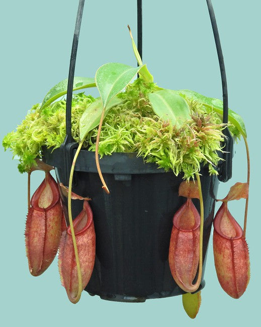 N. talangensis x (lowii x tentaculata) assorted clones: BE-4573 *Pre-Order*