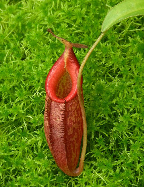 N. talangensis x (lowii x tentaculata) assorted clones: BE-4573 *Pre-Order*