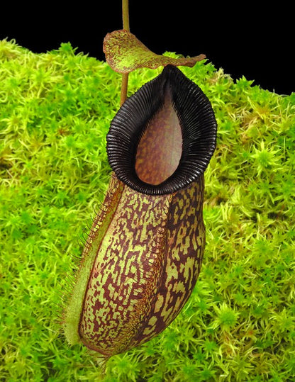 N. (aristolochioides x spectabilis) x hamata ‘Lumut’: BE-4574
