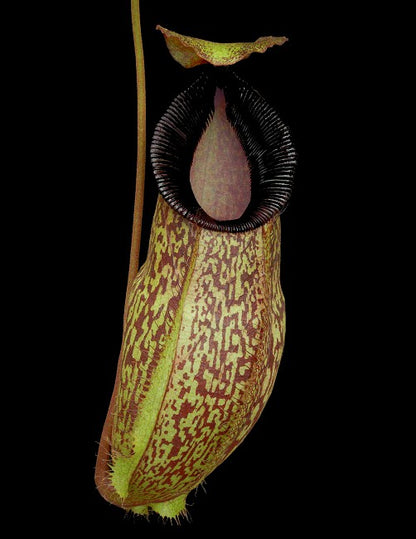 N. (aristolochioides x spectabilis) x hamata ‘Lumut’: BE-4574 *Pre-Order*