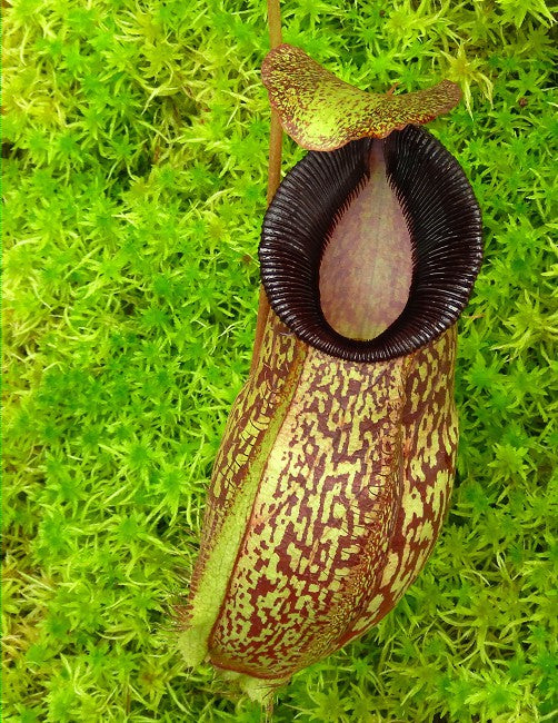 N. (aristolochioides x spectabilis) x hamata ‘Lumut’: BE-4574 *Pre-Order*