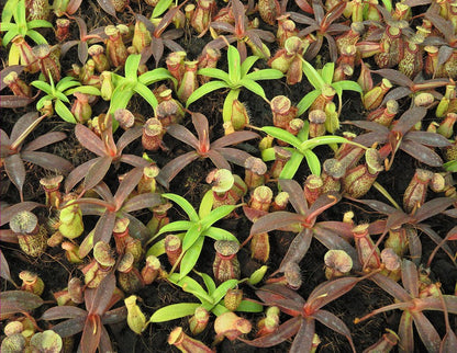 N. (aristolochioides x spectabilis) x hamata ‘Lumut’: BE-4574 *Pre-Order*
