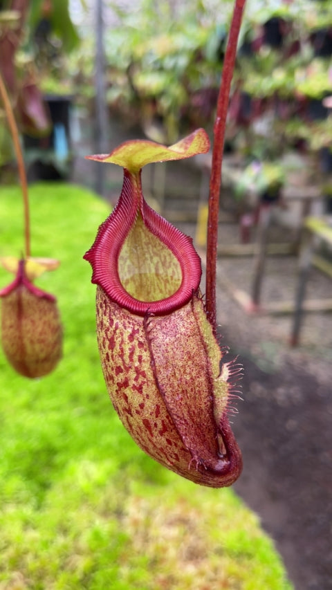 N. rajah x gymnamphora – assorted clones: BE-4575 *Pre-Order*