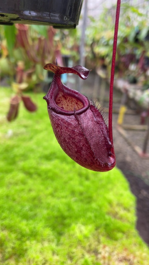 N. rajah x gymnamphora – assorted clones: BE-4575 *Pre-Order*