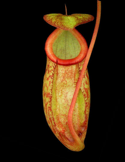 N. rajah x gymnamphora – assorted clones: BE-4575 *Pre-Order*