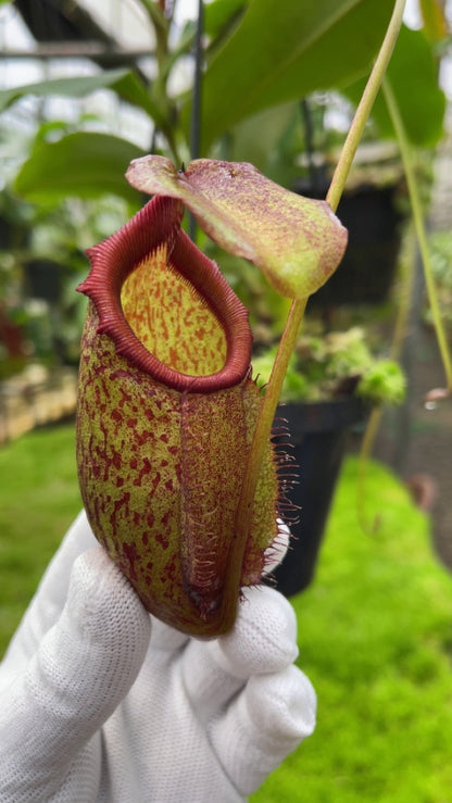 N. rajah x gymnamphora – assorted clones: BE-4575 *Pre-Order*