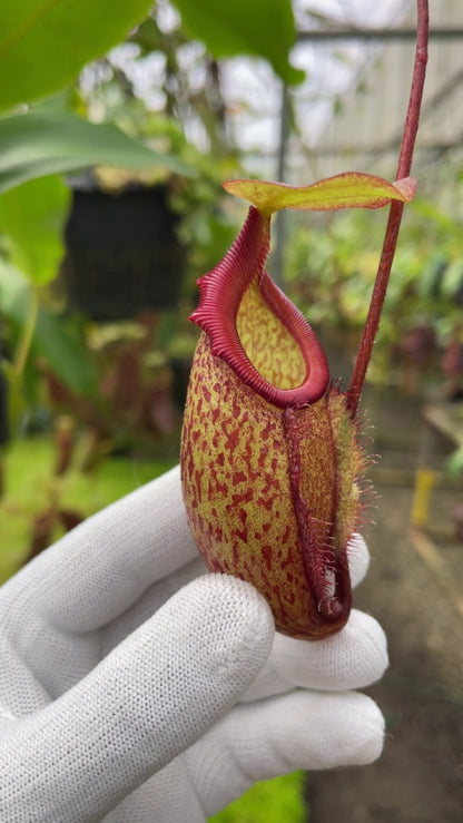 N. rajah x gymnamphora – assorted clones: BE-4575 *Pre-Order*
