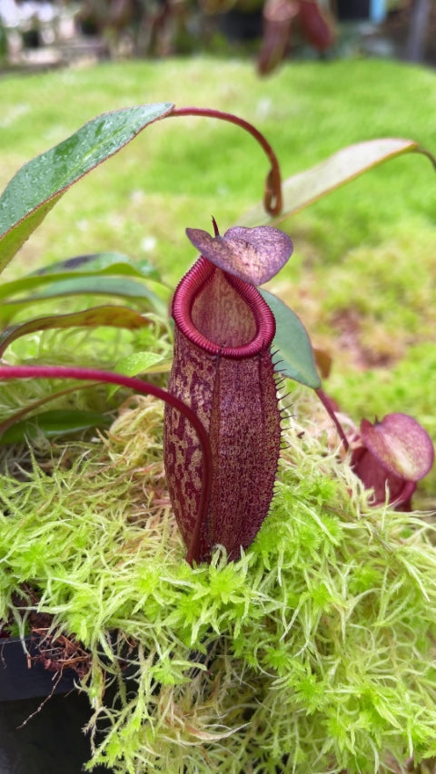 N. rajah x gymnamphora – assorted clones: BE-4575 *Pre-Order*