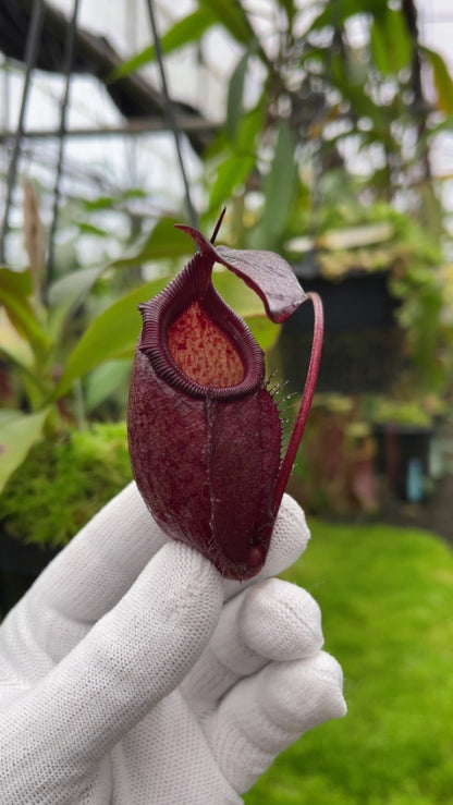 N. rajah x gymnamphora – assorted clones: BE-4575 *Pre-Order*