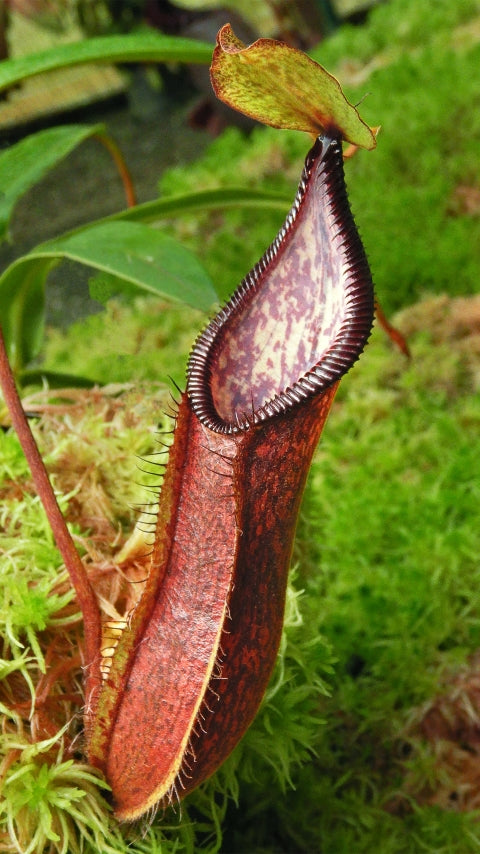 N. (singalana x diabolica) x hamata - assorted clones: BE-4576