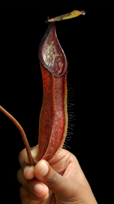 N. (singalana x diabolica) x hamata - assorted clones: BE-4576 *Pre-Order*