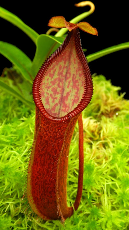 N. (singalana x diabolica) x hamata - assorted clones: BE-4576 *Pre-Order*