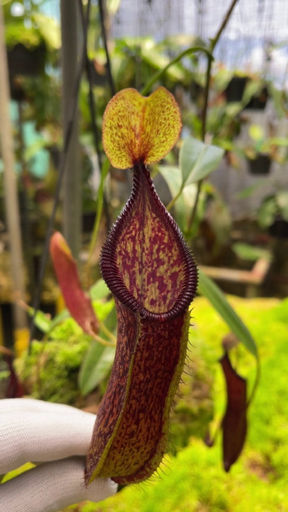 N. (singalana x diabolica) x hamata - assorted clones: BE-4576 *Pre-Order*