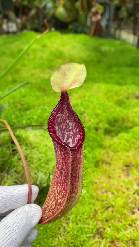 N. (singalana x diabolica) x hamata - assorted clones: BE-4576 *Pre-Order*