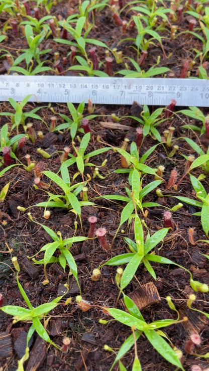N. (singalana x diabolica) x hamata - assorted clones: BE-4576 *Pre-Order*