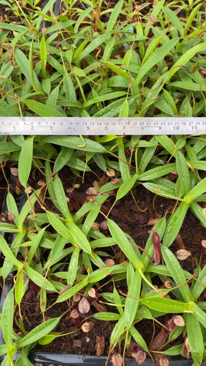 N. (singalana x diabolica) x hamata - assorted clones: BE-4576 *Pre-Order*