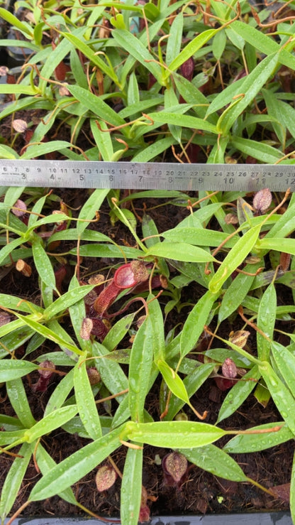 N. (singalana x diabolica) x hamata - assorted clones: BE-4576 *Pre-Order*