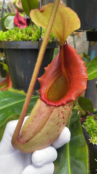 N. rajah x veitchii 'Gold Rush' – assorted clones: BE-4578