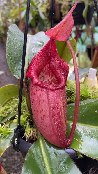 N. rajah x veitchii 'Gold Rush' – assorted clones: BE-4578 *Pre-Order*