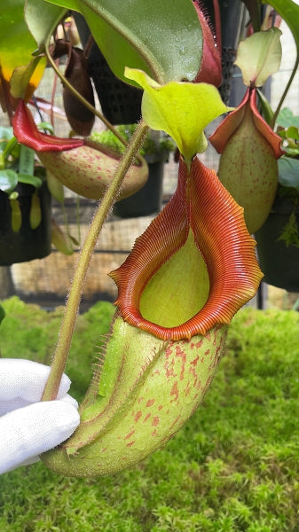 N. rajah x veitchii 'Gold Rush' – assorted clones: BE-4578 *Pre-Order*
